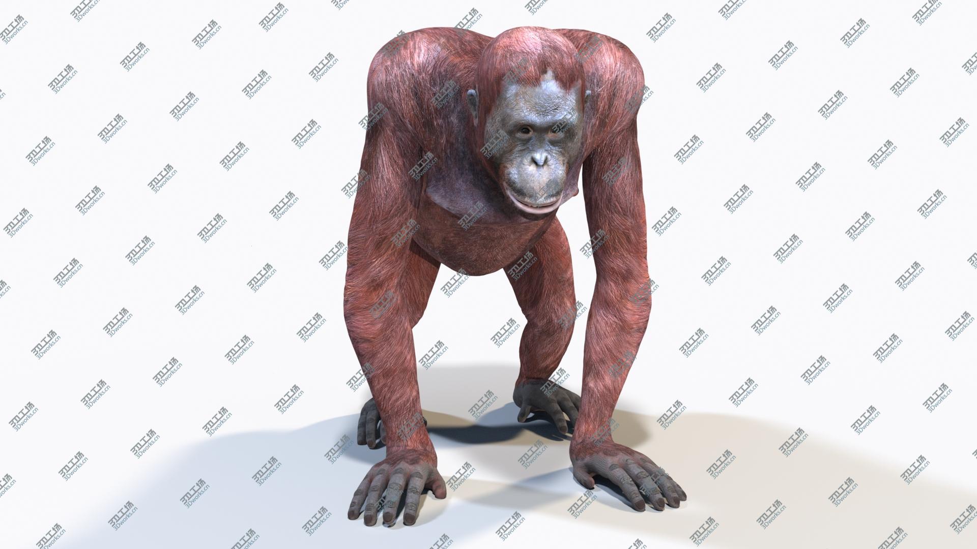 images/goods_img/202104091/Orangutan Female 3D model/2.jpg